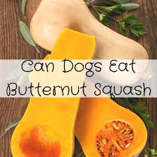 can dogs eat ernut squash pawsome