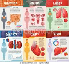 As part of a woman's reproductive cycle (which usually lasts about a month), the lining of the corpus (endometrium) thickens. Cartoon Human Internal Organs Infographic Template Cartoon Human Internal Organs Infographic Template With Intestines Female Canstock
