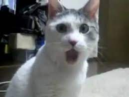 cat opens mouth in shock o you