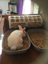 rabbit litter tray and hay feeder diy