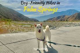 dog friendly hikes in palm springs