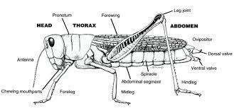 Grasshoppers are a group of insects belonging to the suborder caelifera. File Grasshopper Female Cartoon Jpg Embryology