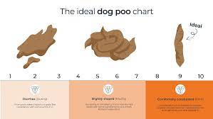 healthy dog poo guide with charts