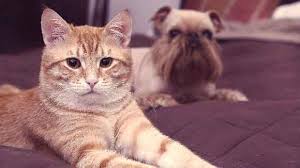 Image result for Canines and Cats