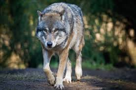 Il lupo, dalla mitologia alla realtà: chi è?