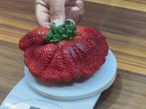 what-is-the-biggest-strawberry-in-the-world