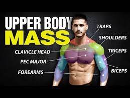upper body exercises for muscle m