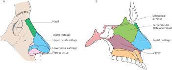 the nasal cavity and paranasal sinuses