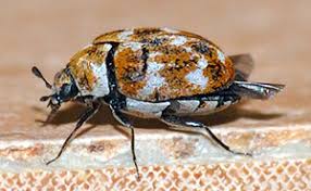 a bedbug is actually a carpet beetle