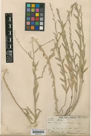 Berteroa obliqua (Sm.) DC. | Plants of the World Online | Kew Science