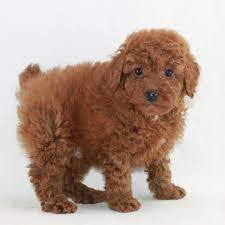 toy poodle breeder akc puppies for