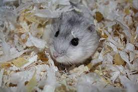 a winter white dwarf hamster