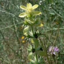 Sideritis montana (mountain ironwort): Go Botany