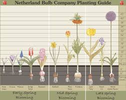 planting fall bulbs for the spring