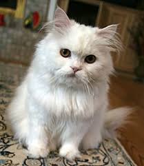 Verify the personality fits you and your home. Persian Cat Wikipedia