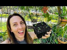 Florida Vegetable Garden Month