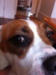 brown spot on dog s sclera eye