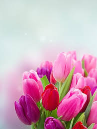 tulip background photos and wallpaper