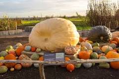 How do you weigh a pumpkin?