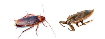 Here's how to id both. Pest Control Differences Between Cockroaches And Water Bugs Truly Nolen Canada