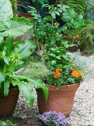 Create A Stunning Herb Container Garden