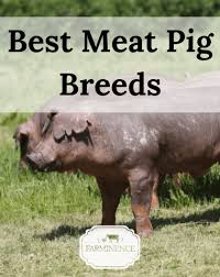 meat pig breeds top 10 best breeds of
