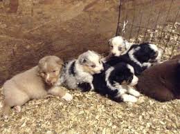 At competitive levels in various sports such as: Border Collies For Sale Oregon