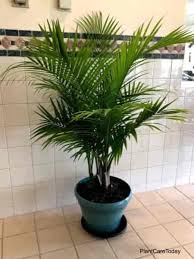 Palm Plant Care Best Indoor Plants