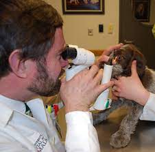 Cornell University College of Veterinary Medicine gambar png