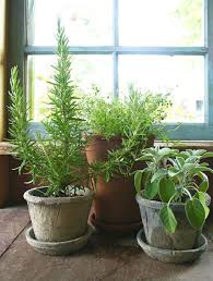 Indoor Herb Gardens For Winter Bounty