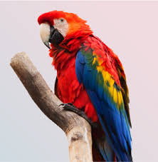 got a macaw parrot as a pet here s