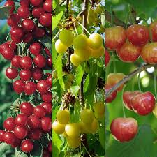 Rainier Cherry Trees Pollination Revolutionhr