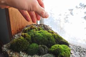 How To Grow Moss Indoors To Improve