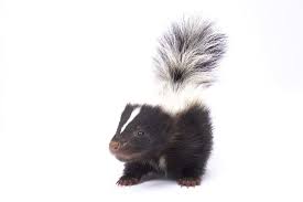 baby skunk images browse 97 678 stock
