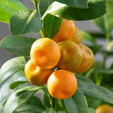 Gurney S Tangerine Citrus Fruit Tree