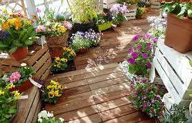 Разсаждането на увивните цветя за тераси, огради, декоративни решетки и балкони се прави на разстояния от 10 см между отделните растения. Koi Cvetya Da Otglezhdame Na Balkona Www Domigradina Com