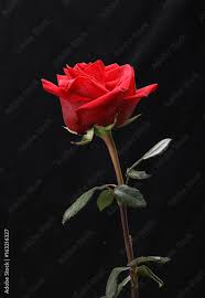 a single red rose flower on black