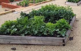 Making A Raised Vegetable Bed