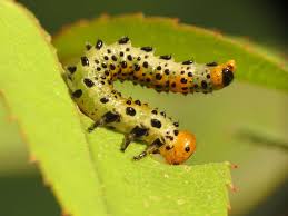 Difference Between Sawfly Larva And Caterpillar