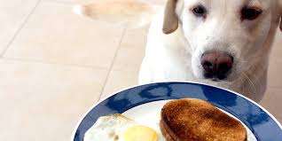 is sourdough bread bad for dogs