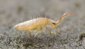 springtail control and treatments for