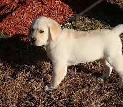 Breeders of black, yellow, and chocolate gun dogs in monticello florida. Chambray Labradors Florida Labrador Puppies For Sale In Chambray