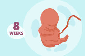 fetal development by week how a fetus