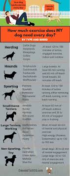 How Much Exercise Does A Dog Need Every Day Devotedtodog Com
