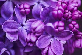 lilac flower meaning flower meaning