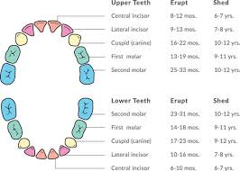 Primary Permanent Teeth Diagram Islands Pediatric Dentistry
