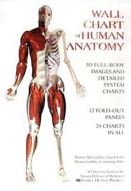 Select from premium anatomy charts images of the highest quality. Amazon Com Wall Chart Of Human Anatomy 9780971007000 Mccracken Thomas Books