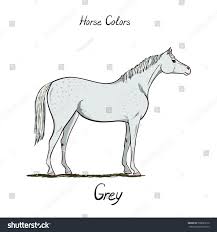 Horse Color Chart Equine Coat Colors Stock Vector Royalty