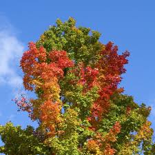 6 most common types of maple trees