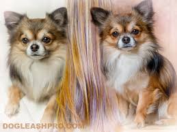 long haired chihuahua complete guide